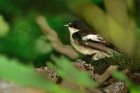 Lejsek cernohlavy - Ficedula hypoleuca - Pied Flycatcher 0235